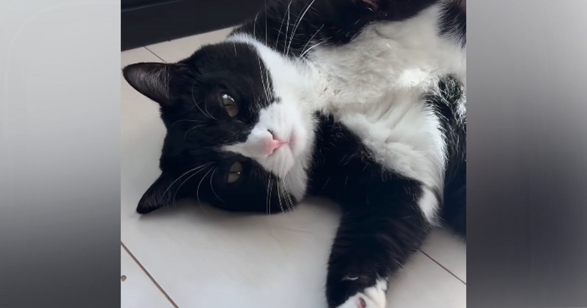 猫の様子を見に行くと、『カーテン』に…思わず笑みがこぼれる『可愛すぎる格好』が132万再生「ニヤニヤした」「釣られ方にもう悶絶」