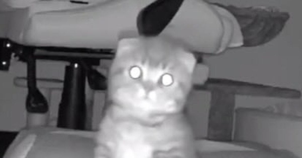 お留守番をしていた子猫→『鍵の音』が聞こえた次の瞬間…カメラがとらえた『可愛すぎる表情』に「帰ってきたニャｗ」「泣けちゃうね」と話題