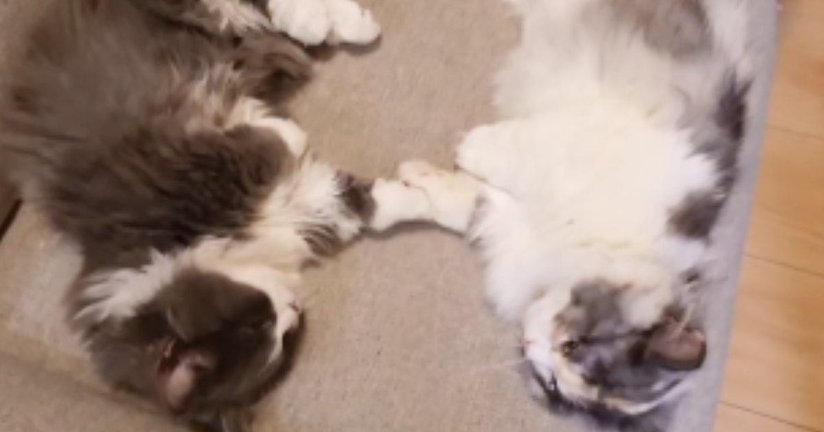 2匹の猫が『手を繋いでいる』と思ったら→『予想外の行動』をとり始めて…尊すぎる光景が32万再生「癒されるー」「最高にかわいいｗ」