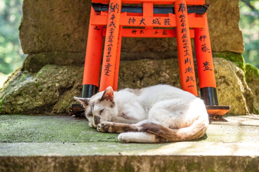 猫が行方不明になったら行きたい神社、試したいおまじない