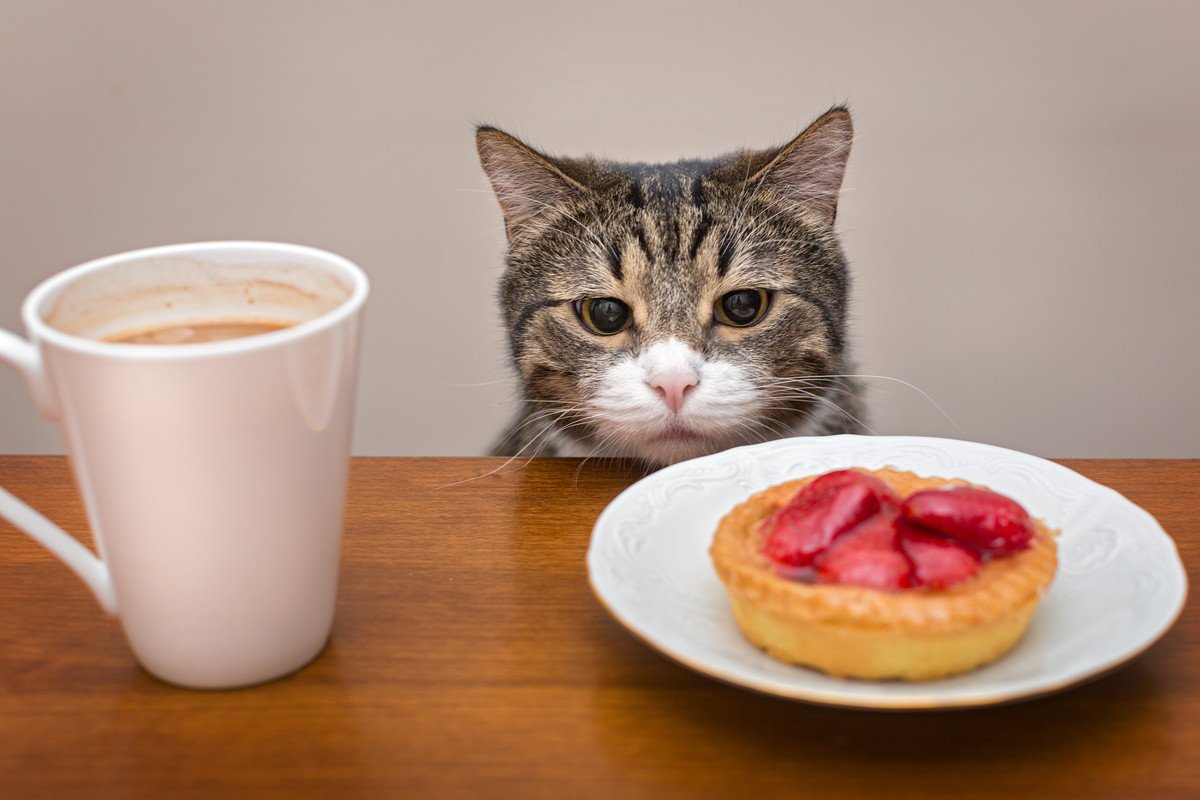 猫の飼い主を困らせる『わがままなお願い』3選！気を付けるべき飼い主の応え方とは