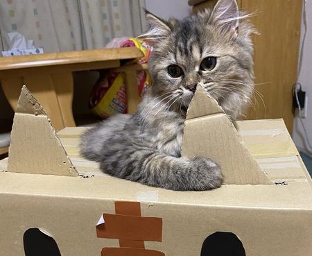 猫が執着しがちなもの５つ