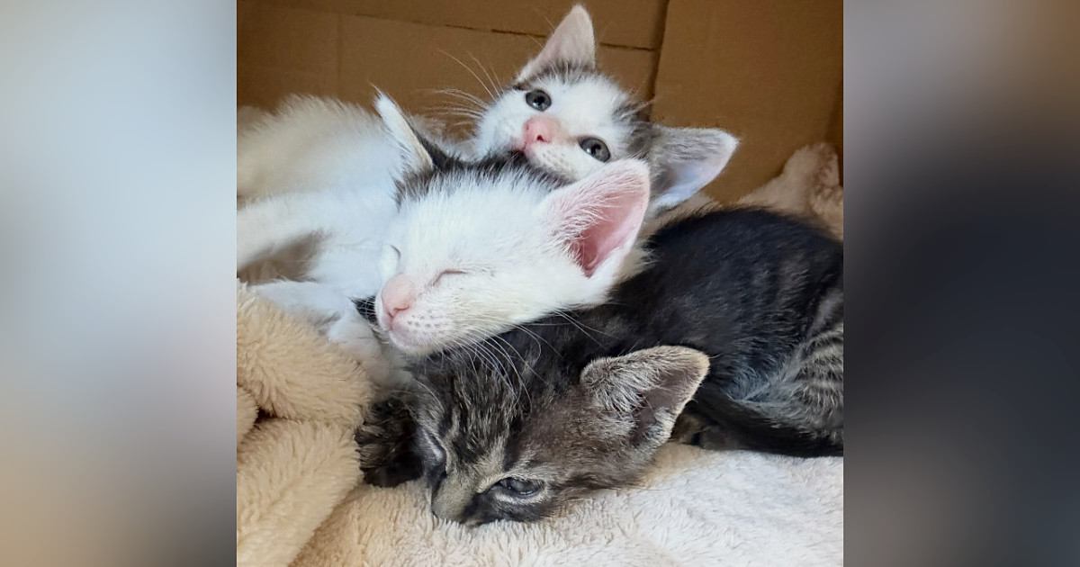 生後1週間で保護された『3匹の子猫』→家族に迎えられて3か月…幸せあふれる光景に「可愛いしか言えない」「たまらにゃい」の声