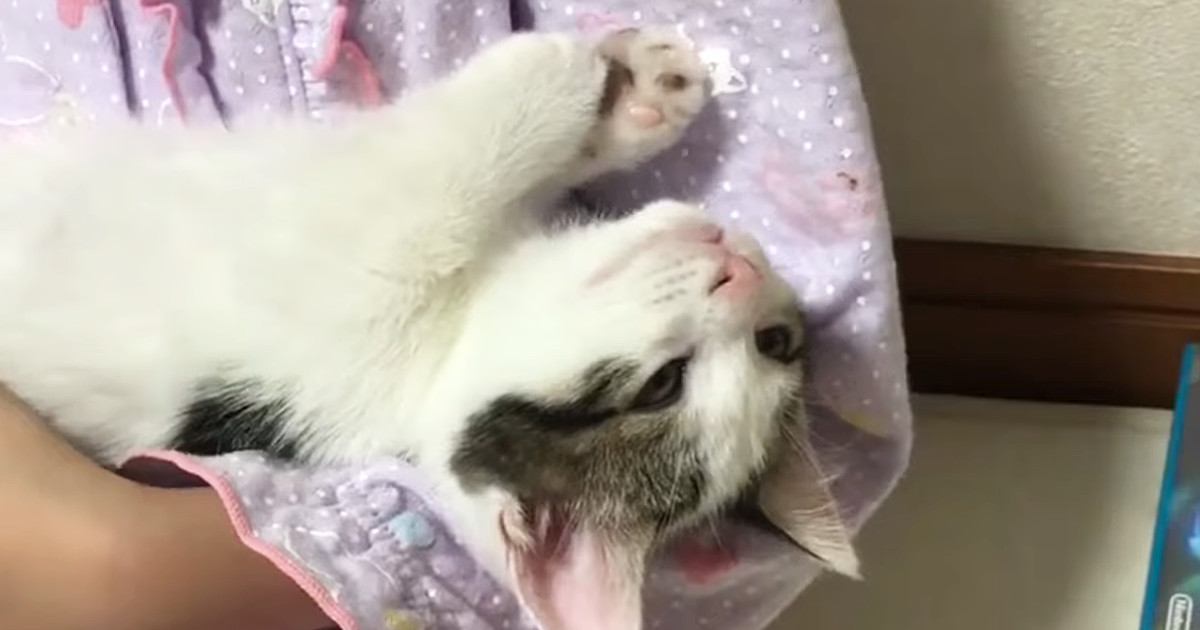 娘の腕の中で完全にリラックスしていた子猫→となりでゴロンと横になって…あまりにも尊い『添い寝の瞬間』が52万再生