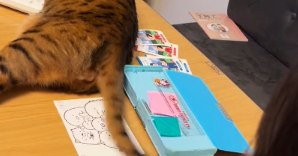 娘が『宿題』をしていると、机の上にやってきた猫…思わず笑ってしまう『ネコハラ』が38万再生「ノールックでｗｗ」「絶対わざとｗ」と話題