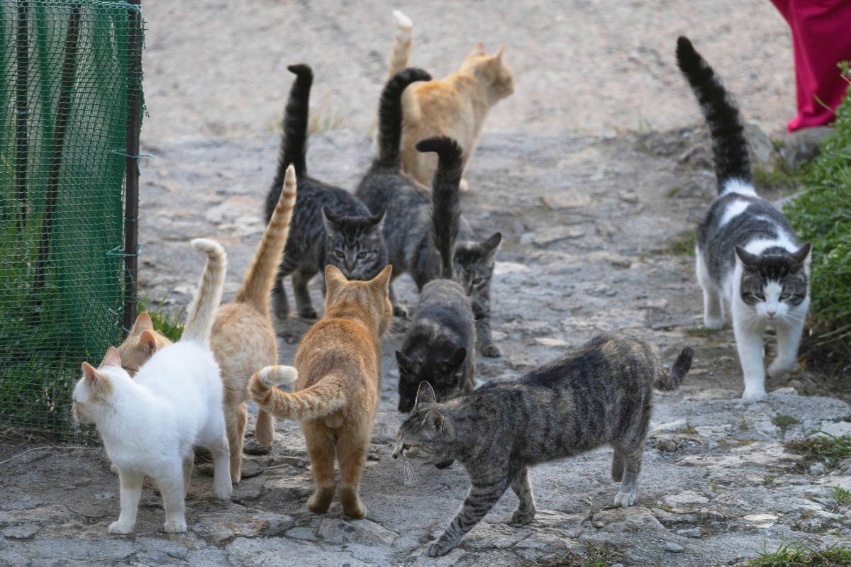 「猫おじさん」は今日もバスで野良猫たちのもとへ…18年間休まず通う“猫愛の人”シンガポール