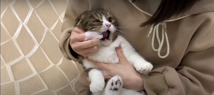 食事の後は歯磨き！頑張る猫ちゃんたち