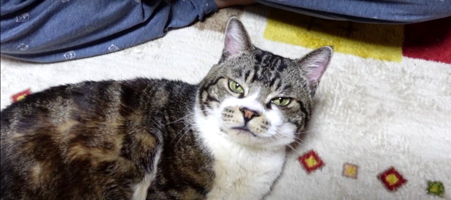 『ピピュってなんの音？』口笛に取り乱してしまった猫ちゃん