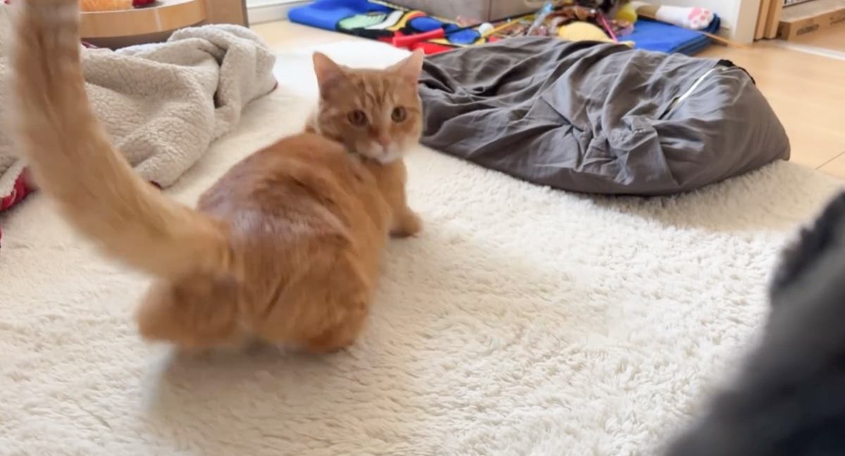 『失礼じゃない…？』近づいてきた飼い主の顔を見た猫→想定外すぎる"リアクション"に爆笑する人が続出「何見たん…笑」「本当に失礼ｗｗ」