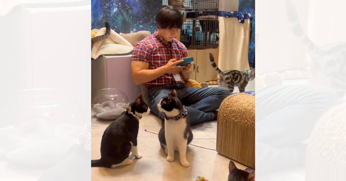 『青木マッチョ』が猫カフェでカリンバを演奏した結果…前にいた2匹がとった『まさかの行動』が253万表示「優しい世界」「素敵すぎる」