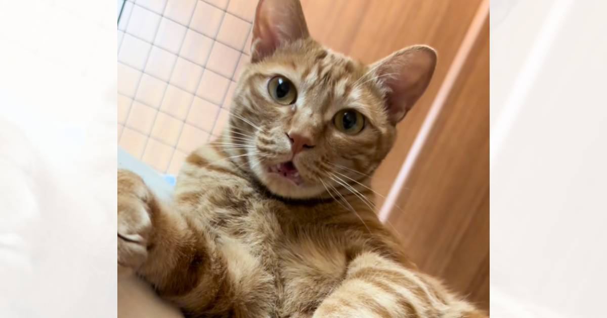 猫の名前を呼んだ飼い主さん→『ニャン』と返事するかと思ったら…全然違う『衝撃の鳴き声』に「想像以上だったｗｗ」「本当だｗｗ」と爆笑の声