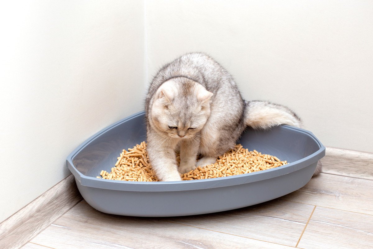 愛猫は今使っている『猫砂』に満足している？猫が気に入る猫砂選びのポイント3つ　不満があるときのサインも
