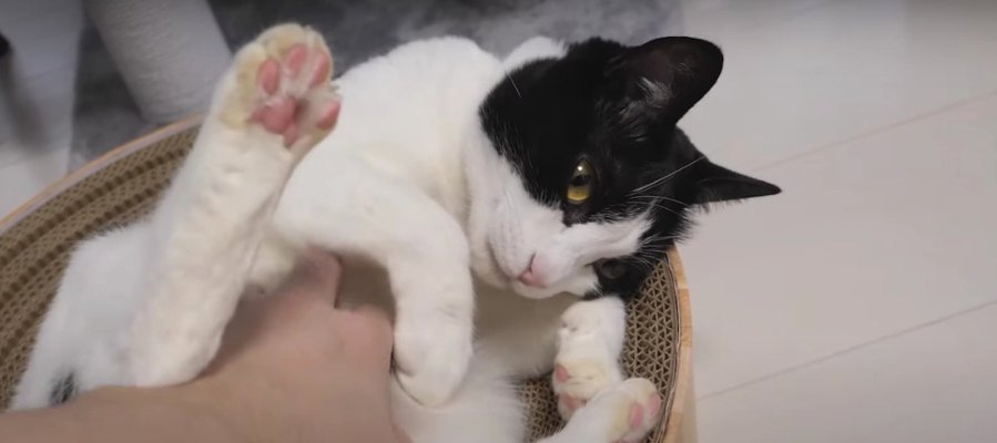 猫ワクチン接種は必要？　前回副反応が出た元保護猫ちゃん　悩む飼い主さんの心境は？