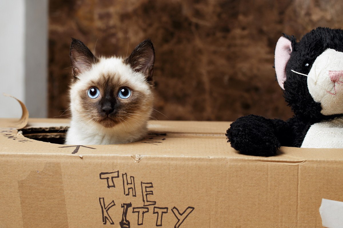 猫のいる部屋をより快適にカスタマイズ！愛猫のための『DIYアイデア』4選
