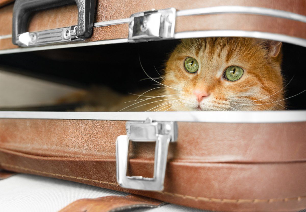 猫が引き起こした『嘘みたいなトラブル』4選　実際の事件から学べる対策方法も