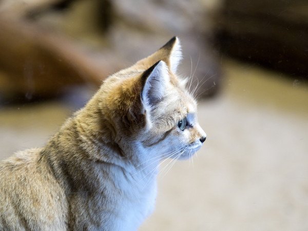 砂漠に住む野生の猫「スナネコ」