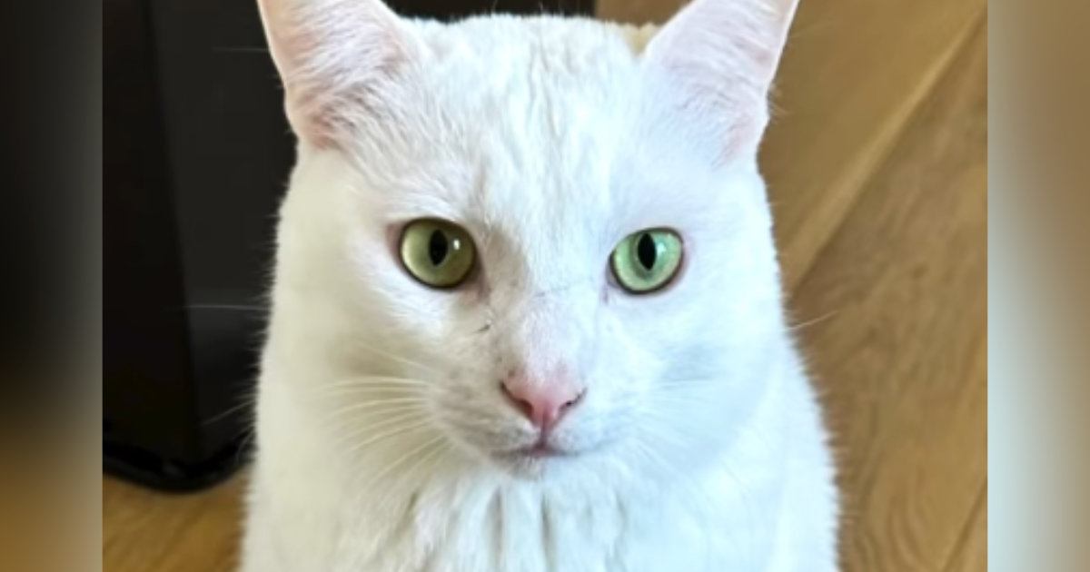 普段はこんなにかわいいのに…愛猫に『フェイスマッサージ』をすると→笑ってしまう『表情の変化』に「よっぽど気持ちいいんだｗ」「可愛い」の声