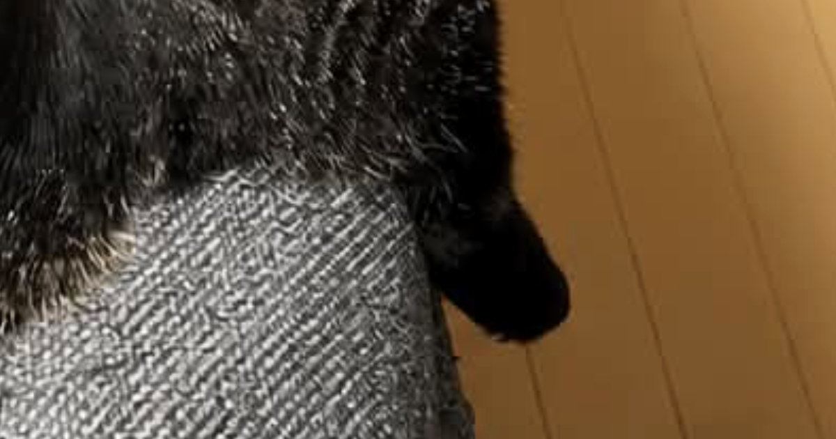 朝起きて『ソファ』を見たら…飼い主が思わず撮影した『猫の様子』に「可愛い座り方ｗ」「金持ちの家にある絨毯ｗ」と笑う人が続出