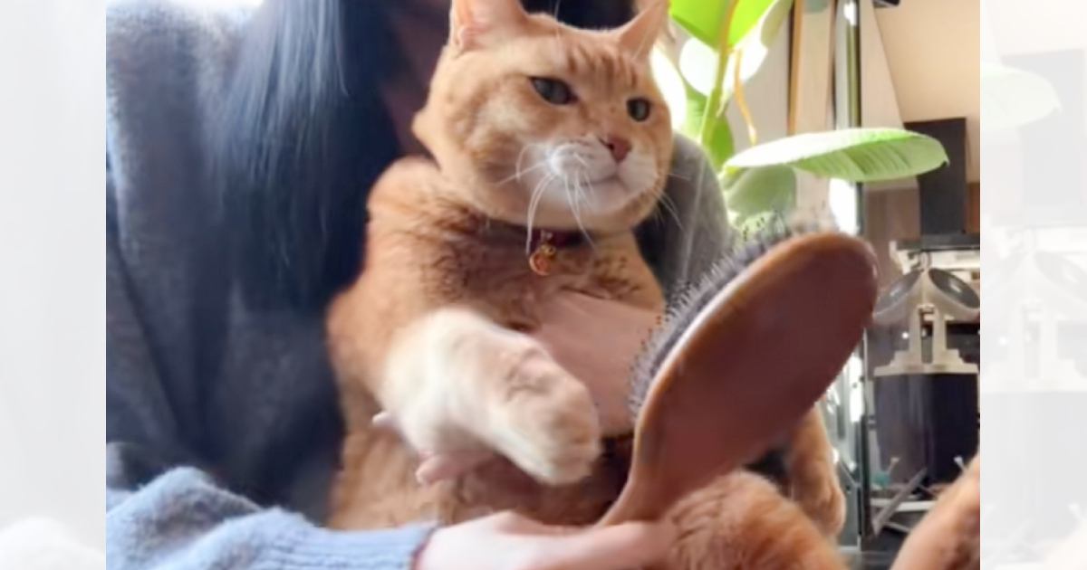 猫に『ヘアブラシ』を渡すと……涙が出るほど愛おしい『まさかの仕草』に悶絶の声続出「ニヤけが止まらん」「ブラシになりたい」と17万再生
