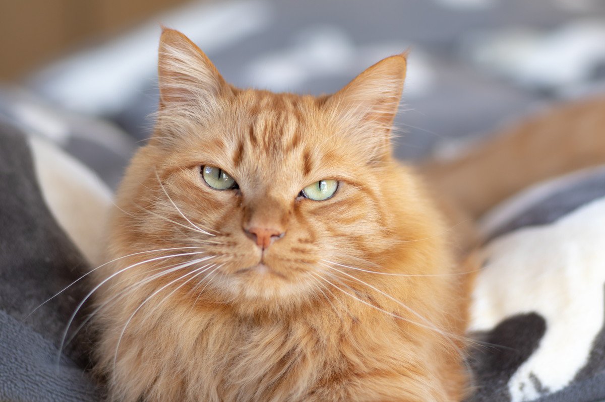 愛猫がしている『飼い主さんへの挨拶行動』5選　猫流にお返事をする方法もアドバイス