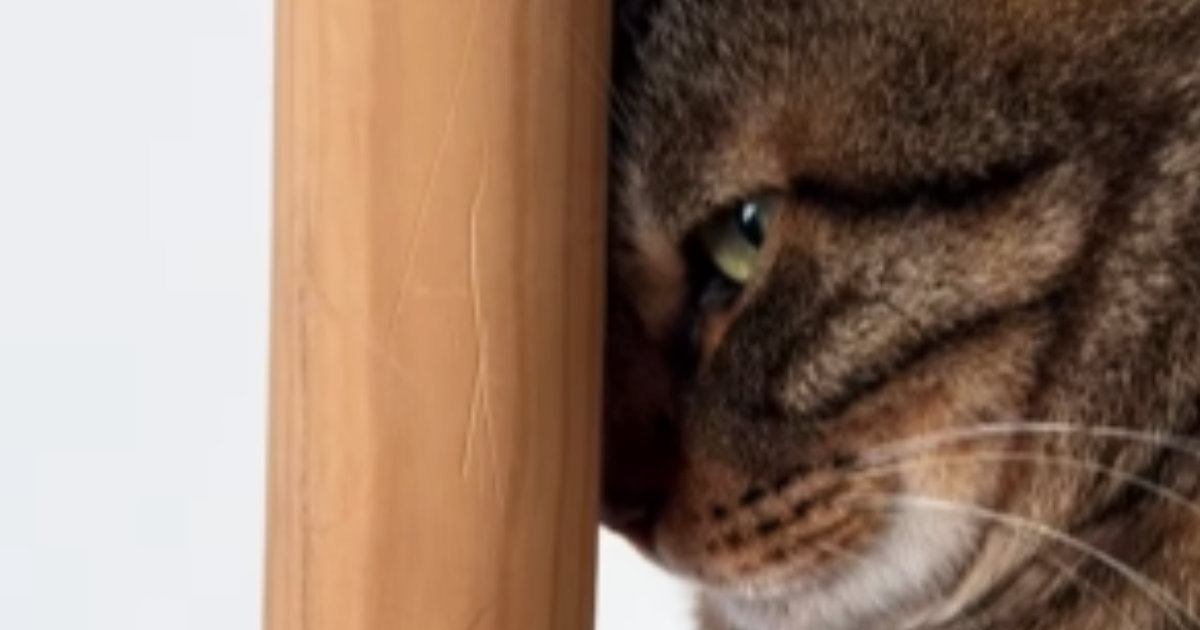 掃除機をかけている最中、キャットタワーを見ると…猫の可愛すぎる『隠れ方』が12万再生「精一杯隠れてるｗ」「バレてない、バレてないｗ」