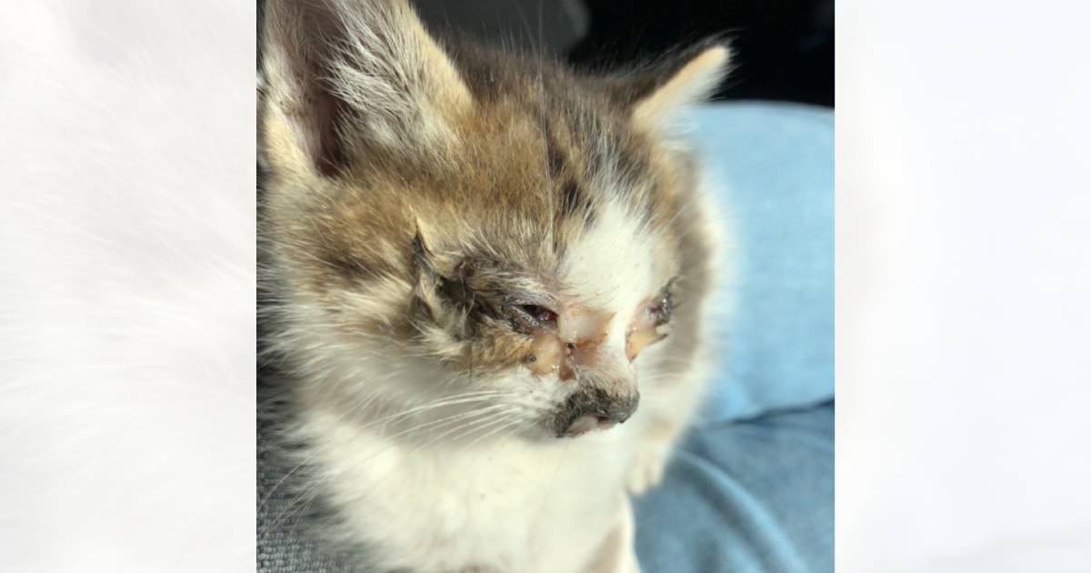 車に轢かれる寸前だった『痛々しい姿の子猫』を助けた結果…同じ猫とは思えない『成長後の姿』が99万表示「凄い変わりよう」「愛だね」