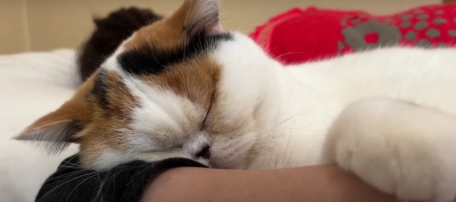 動物病院から帰った猫ちゃん！急いでお母さんのところへ