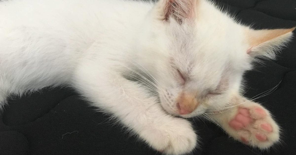 ほとんど白くて『耳だけオレンジに近い色』だった子猫→成長した結果…可愛すぎる『見た目の変化』に反響「いい感じだね」「面白い」