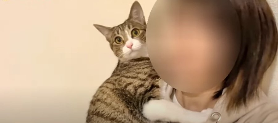 飼い主さんに向かってジャンプ！そのまま抱っこされてご満悦な猫ちゃん♡