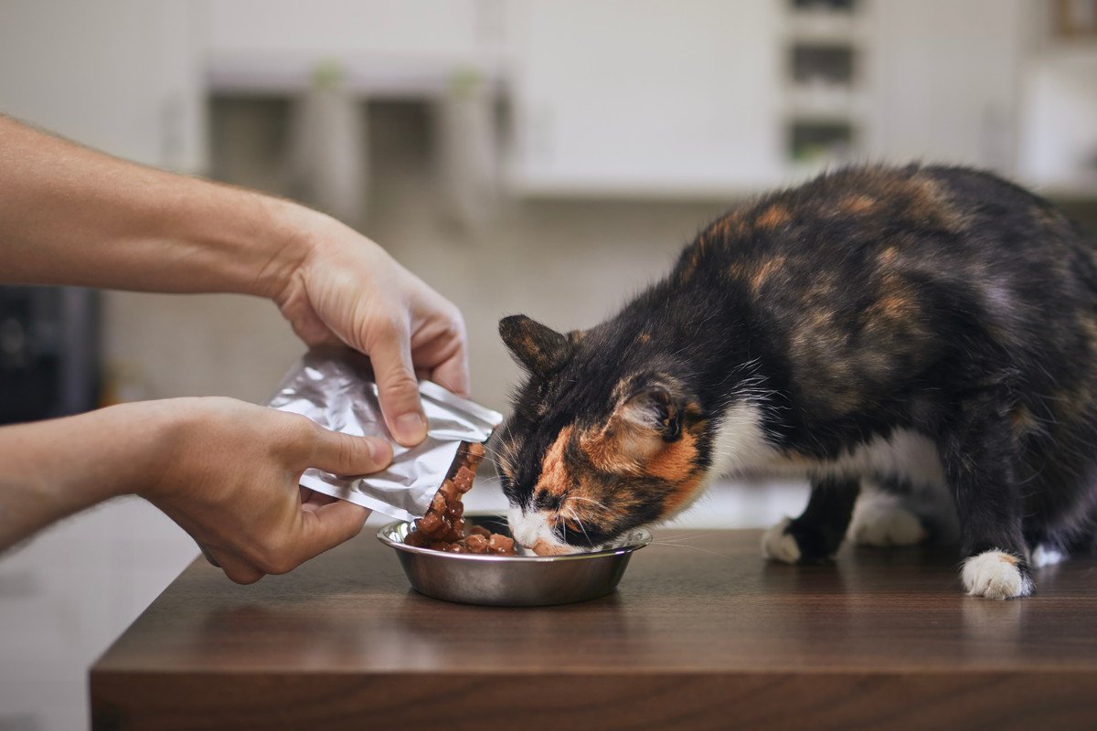 猫の『早食い』はよくない？考えられる3つの理由とやめさせたいときの対策