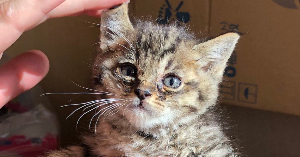溝で『弱っていた子猫』を保護→7年後…たくましく育った『現在の光景』に笑ってしまうと239万表示「躍動感が凄いｗ」「顔がたまらん」