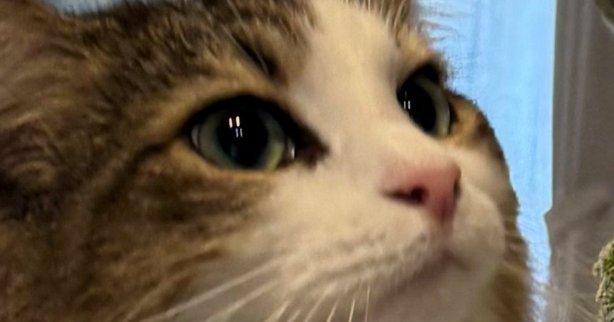 とっても『優しい目』をしていたネコ→『視線の先』には……ほっこりする『素敵な瞬間』に1万5000いいね「かわいい」「上品な猫さま」と話題