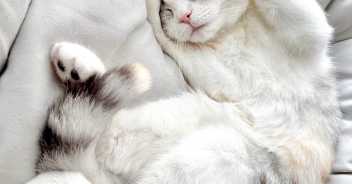 スヤスヤと眠る猫の『両手』を見てみると……あまりにも尊すぎる『ポーズ』に2万いいねの反響「可愛くてたまらない」「めっちゃ良い」