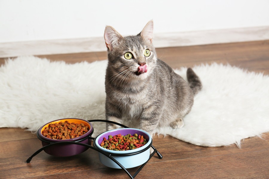 愛猫を長生きさせるための食生活