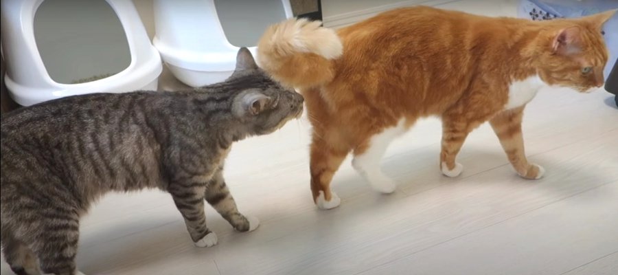 クンクン…おしりの匂いをどうしても嗅ぎたい猫ちゃん