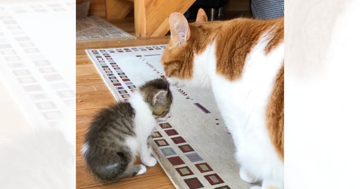 先住猫よりはるかに『小さかった子猫』が、現在……思わず声がでる『衝撃のビフォーアフター』が28万表示「ええええ」「育ったねぇ！」