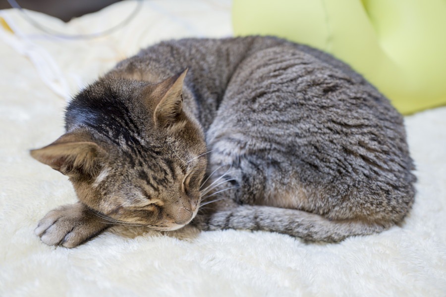 18歳以上の猫が表彰してもらえる制度とは