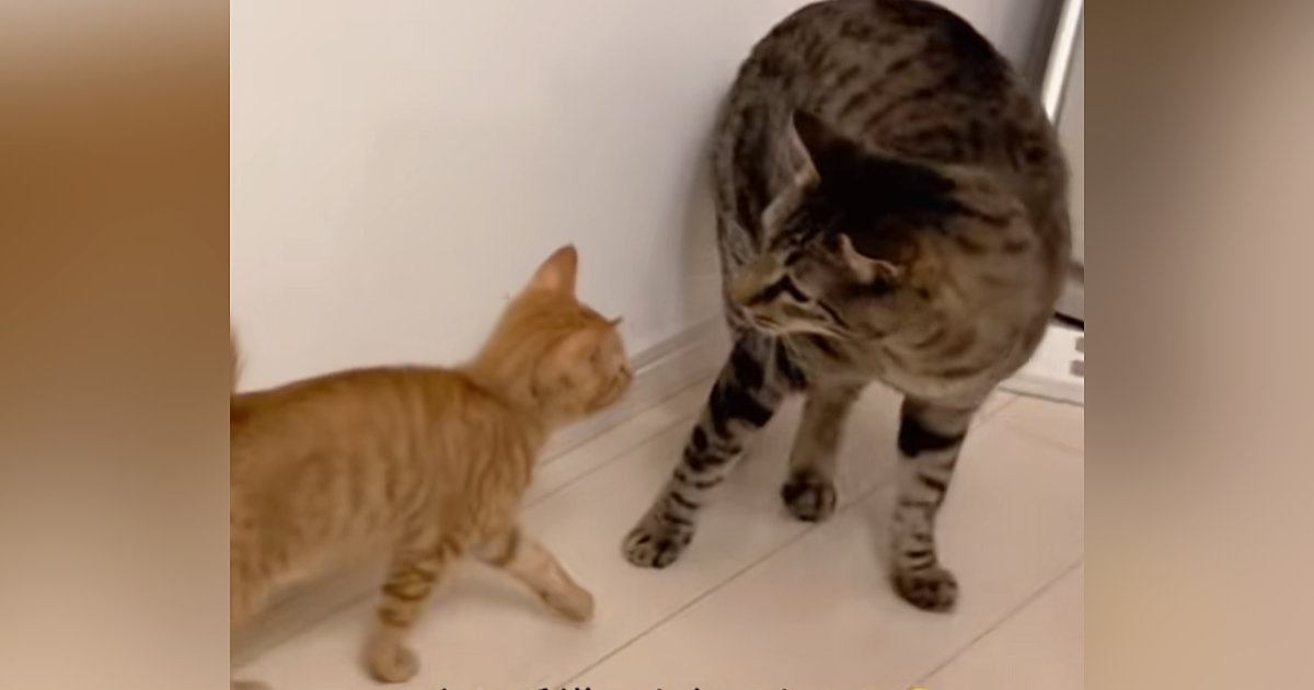 先住猫に毛嫌いされていた『茶トラの子猫』→諦めずにアタックし続けていると…微笑ましい光景が51万再生「粘り勝ちｗ」「諦めの目してるｗ」