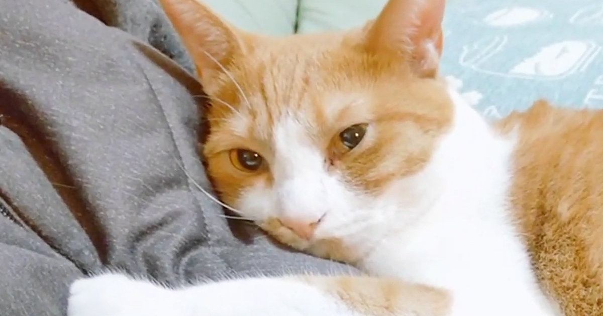 お父さんのことが大好きな猫→帰宅してくると、べったりと甘えて…尊すぎる『ルーティン』に「とっても癒された」「顔のうずめ方が可愛い」の声