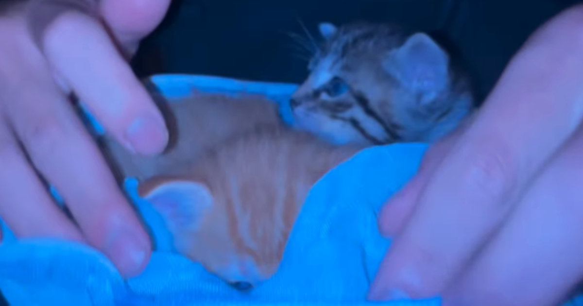 夜中に突然、『子猫を連れてきた息子』→家族の反応が…温かい気持ちになる『サプライズの瞬間』に15万いいね「好きなのがわかる」「素敵」