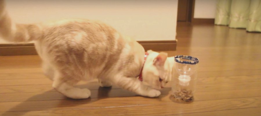 食いしん坊必見！猫ちゃんのペットボトルダイエット♡