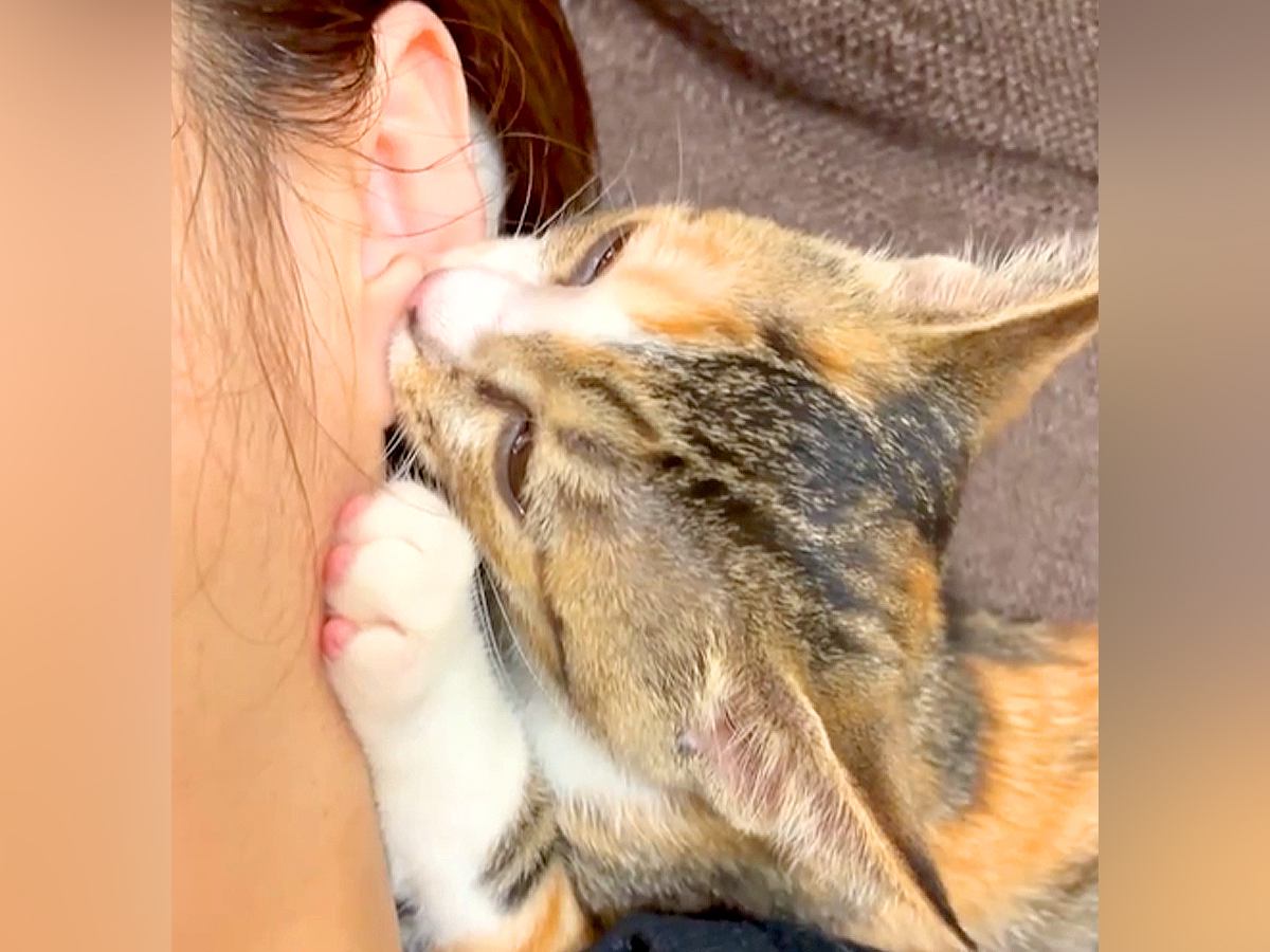 子猫に毎日『耳を吸われ続けて』6か月が経った結果…まさかの光景が509万再生「立派なイヤリングだねｗ」「世界一の幸せ者」と大反響