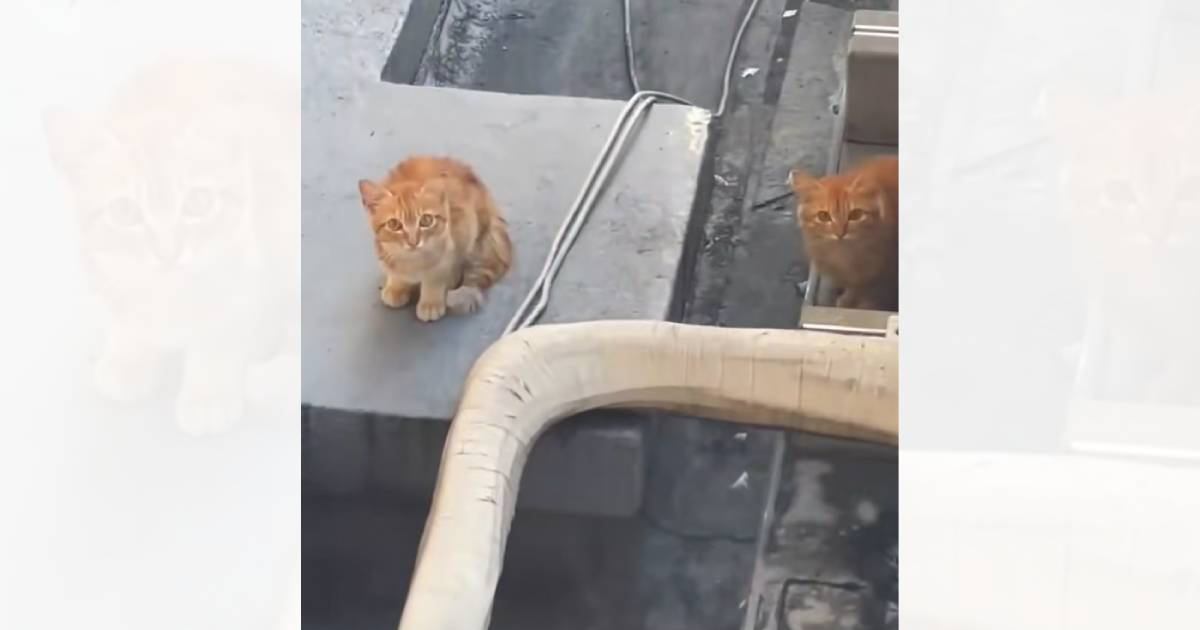 ごみ置き場の屋上で『痩せた2匹の子猫』を発見→カラスに襲われている危険な状態で…25万再生を突破した光景に「行動に感動」「良かった泣」