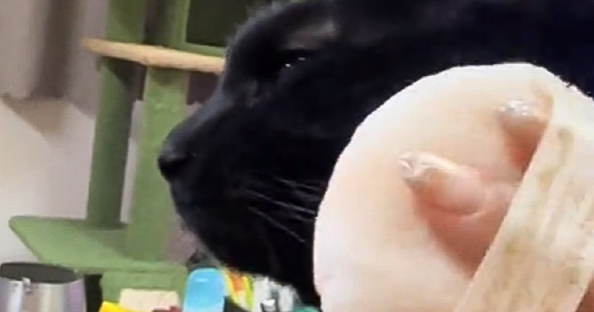 飼い主がお化粧をしていると、近くに寄ってくる黒猫…まさかの瞬間が可愛すぎると187万再生「ボク白猫になっちゃうよ」「得意げで可愛いｗ」