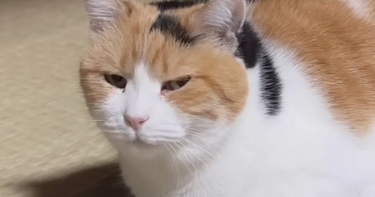 『香箱座り』でくつろいでいた三毛猫…あまりにも完璧すぎるフォルムに「教科書に載るレベル」「一切無駄のない美しい佇まい」と大絶賛