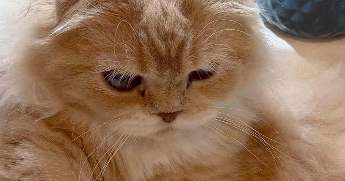『朝は別のところでくつろいでほしい…』洗面台を見ると、猫が…思わず笑ってしまう光景に反響「構ってほしいのかなｗ」「仕事いけなくなるｗ」