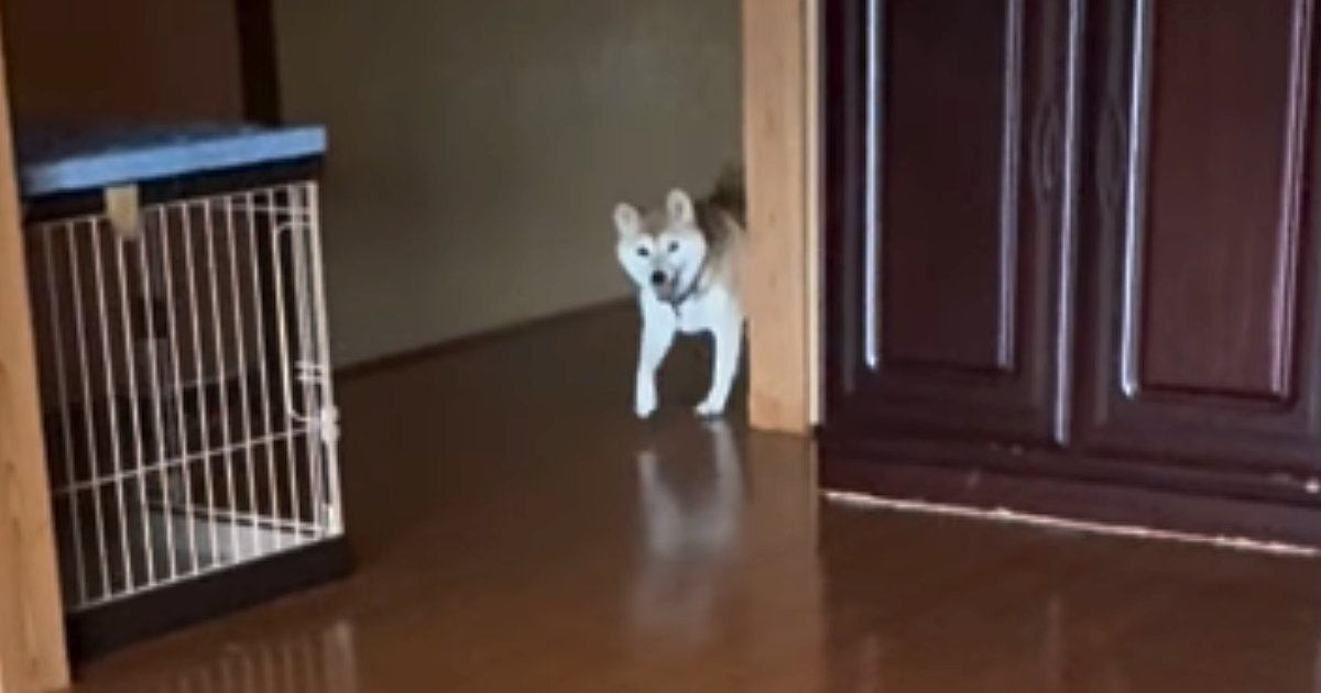 いつもと違う時間に飼い主が帰宅してきたら、『柴犬と猫』は…可愛すぎる『2匹の反応』が248万再生「戻れないねｗ」「キュンときた」