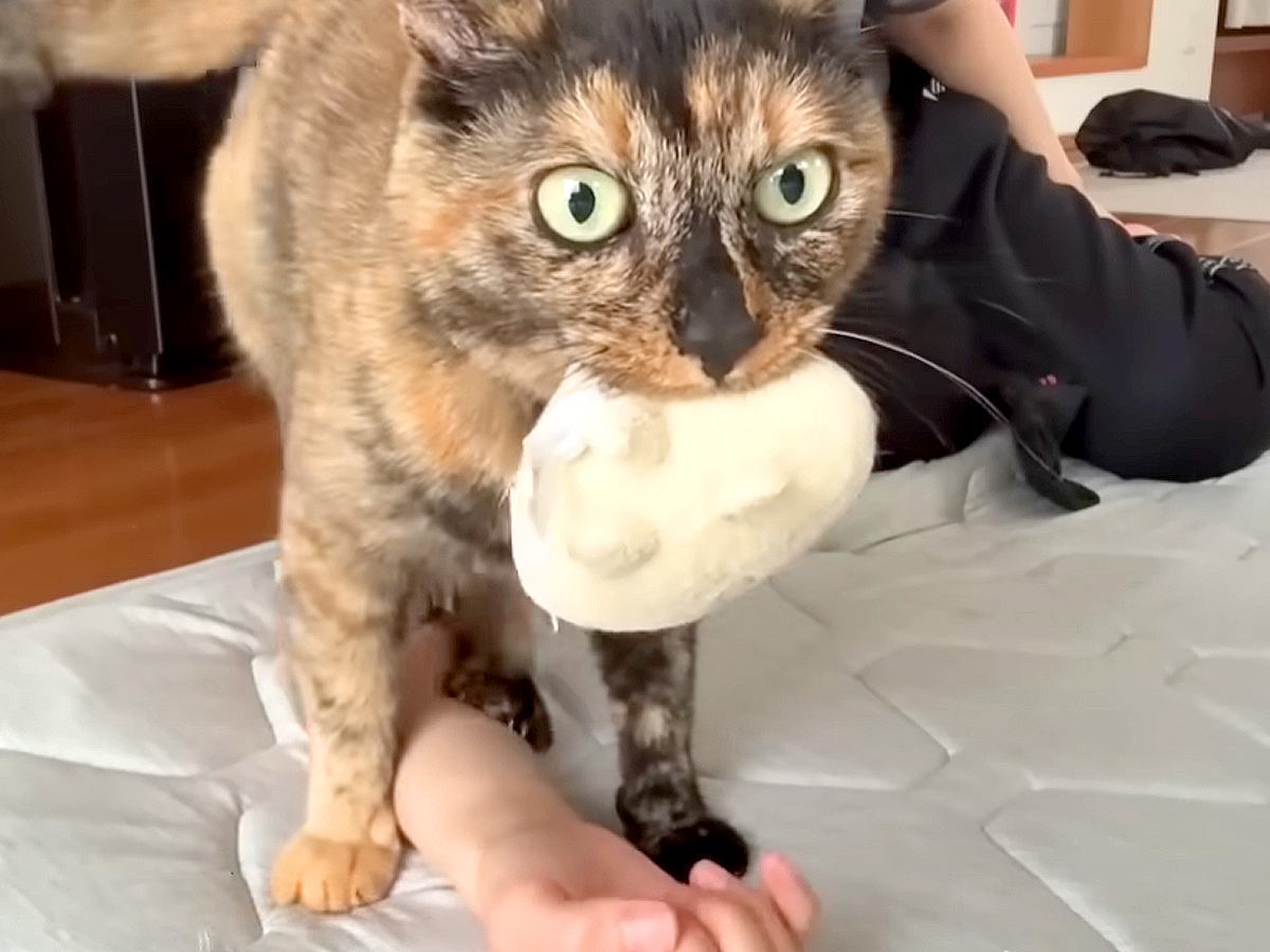 人形をくわえて飼い主に甘える猫→床に腕を置くと…奇妙な『まさかの行動』が11万再生「猫って面白い」「人形くわえたまま鳴くのすごい」
