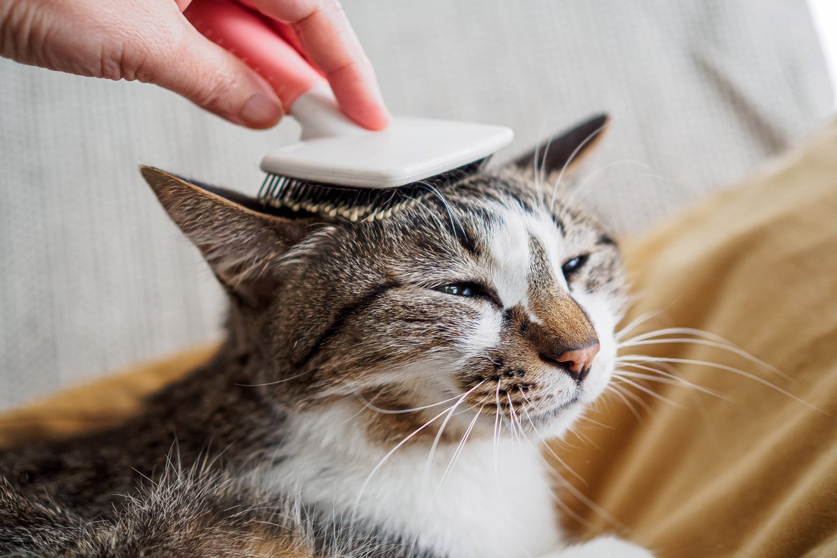 猫の『抜け毛対策』に効果的なグッズ４選　便利な活用術や掃除の負担を減らす工夫もご紹介