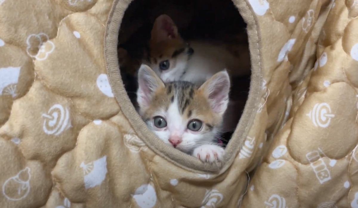 こたつの中でダラダラする6匹の子猫→ママ猫が呼ぶと…可愛すぎて"たまらない瞬間"が48万再生「いやもう最高」「思わずニヤけた」と悶絶の声